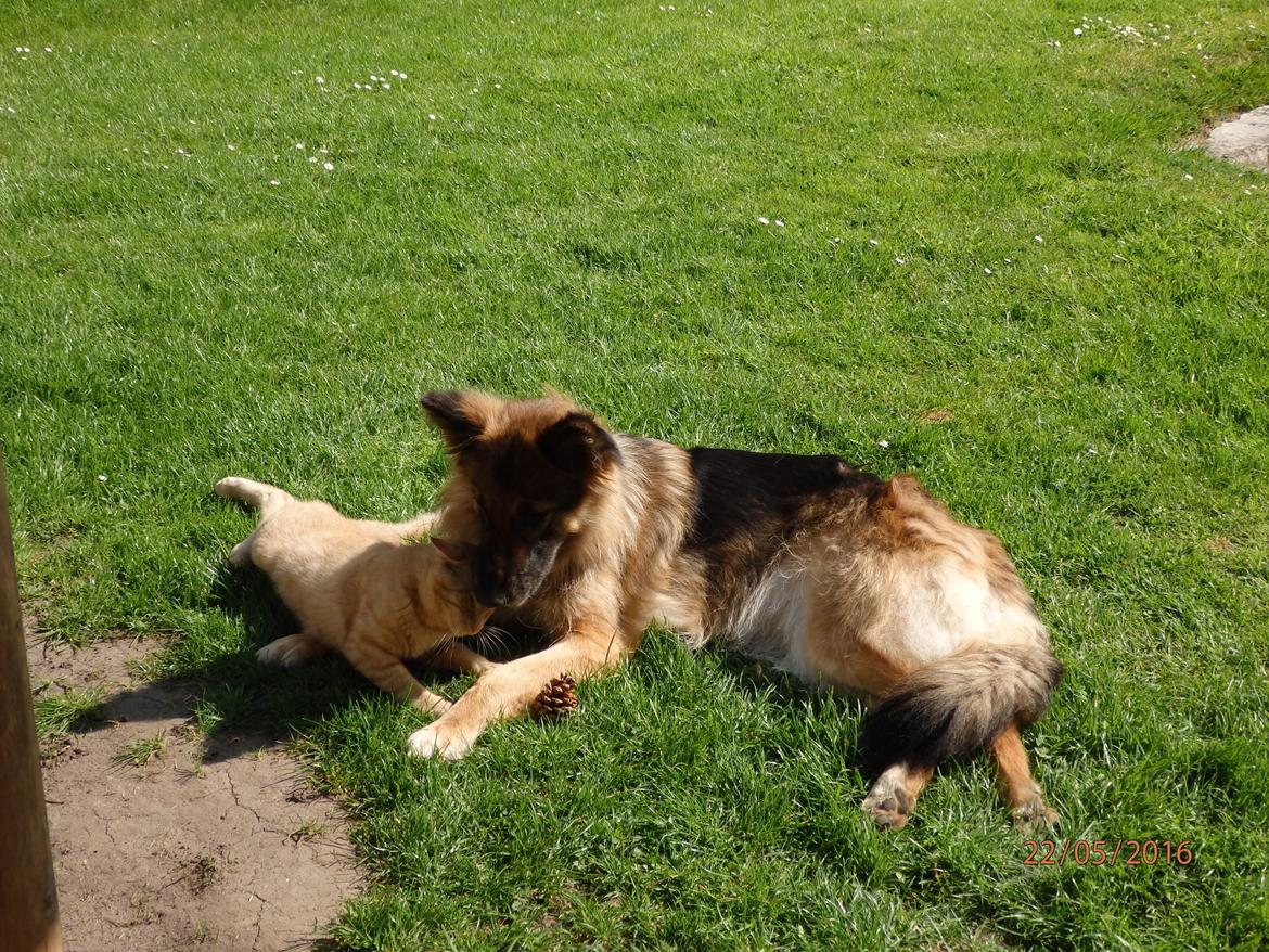 Schæferhund Buffy billede 12