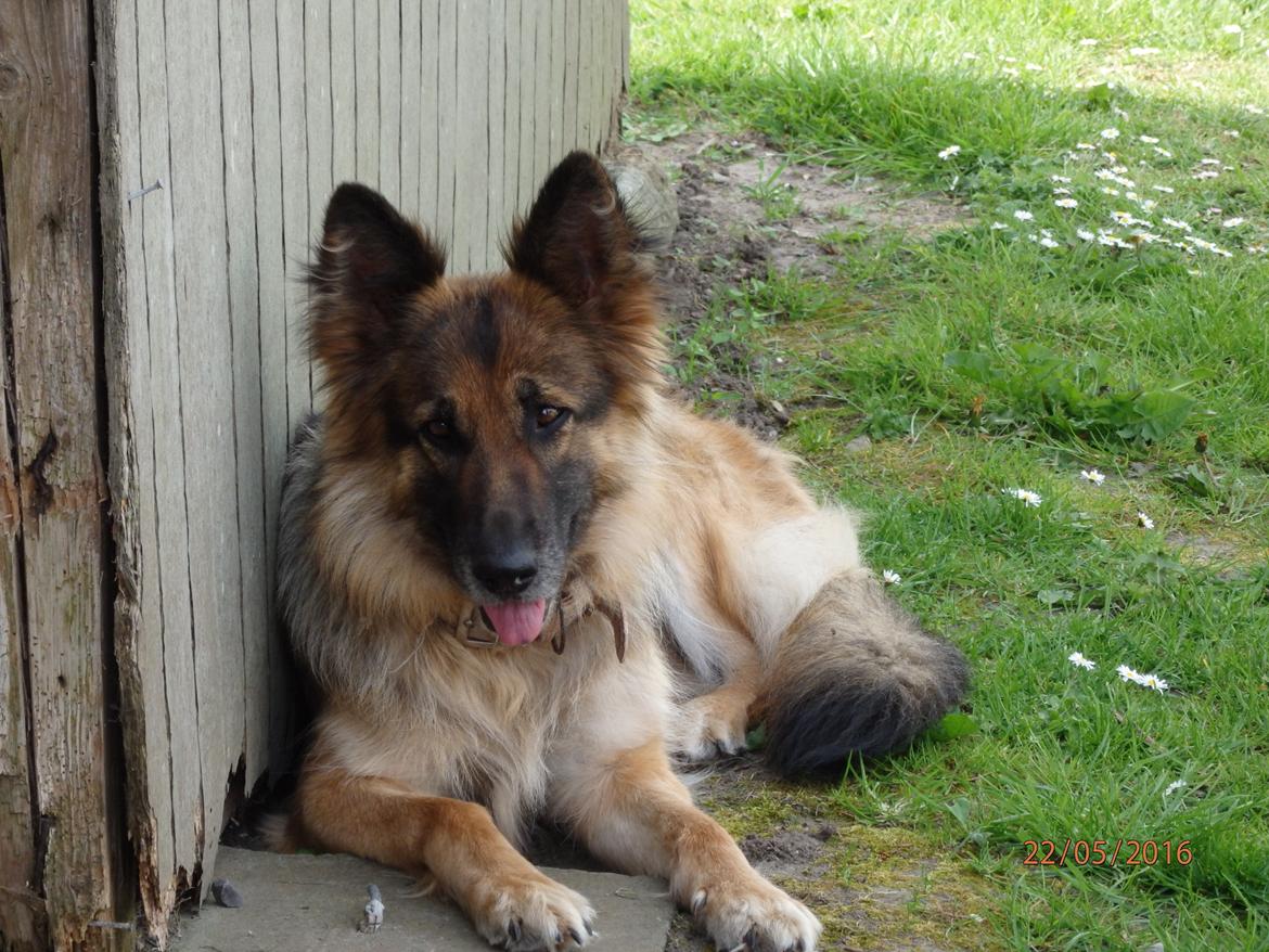 Schæferhund Buffy billede 14