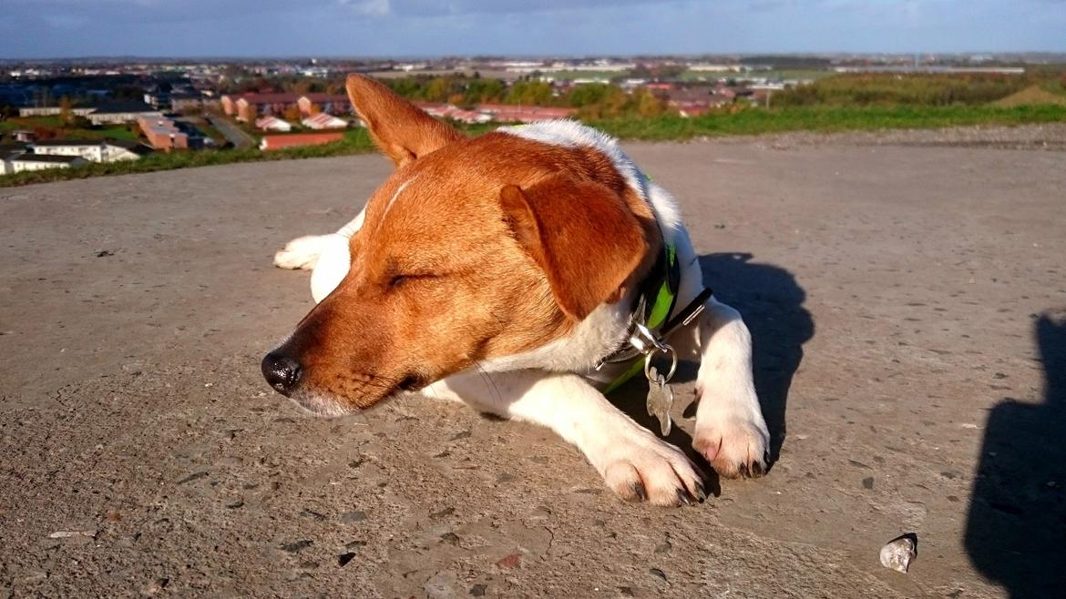 Dansk svensk gaardhund Jack - Vi nyder solen og udsigten. Hasle bakker billede 11