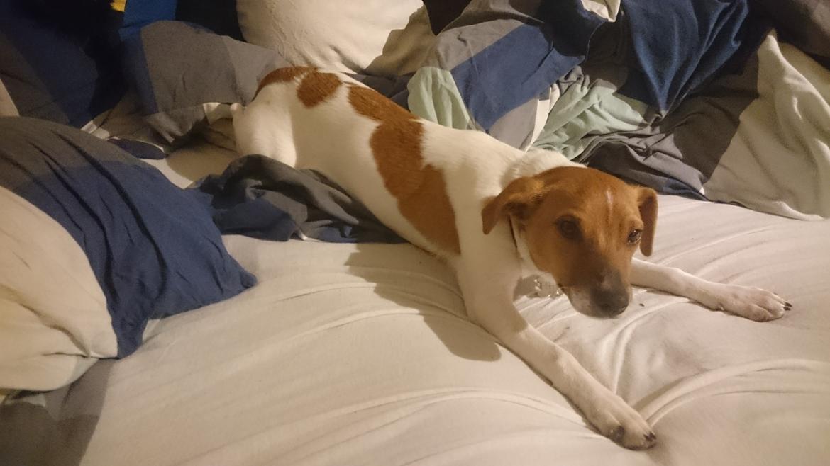 Dansk svensk gaardhund Jack - Kan vi ikke blive i sengen lidt længere?  billede 13