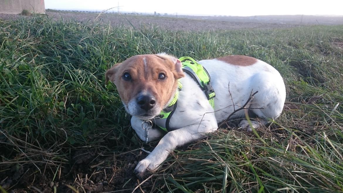 Dansk svensk gaardhund Jack billede 15