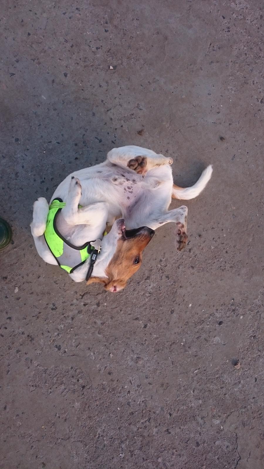 Dansk svensk gaardhund Jack - Fjolle-hund :) billede 16