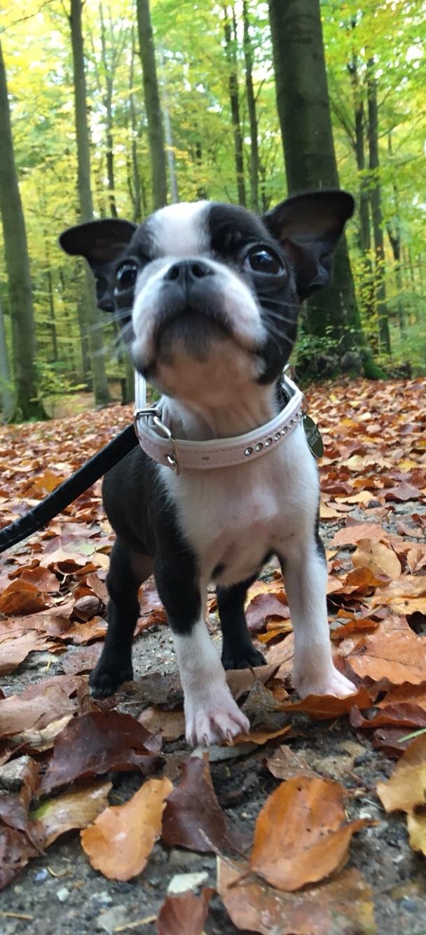 Boston terrier Naddie billede 25