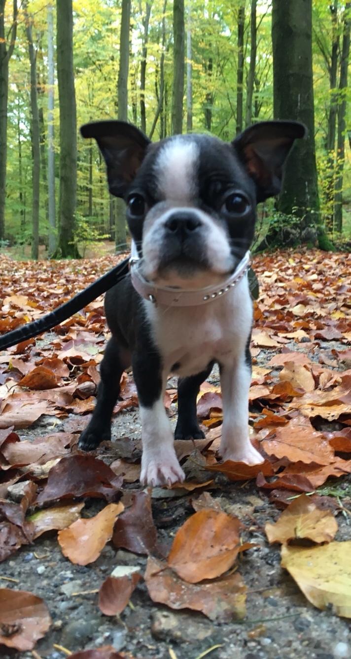 Boston terrier Naddie billede 26