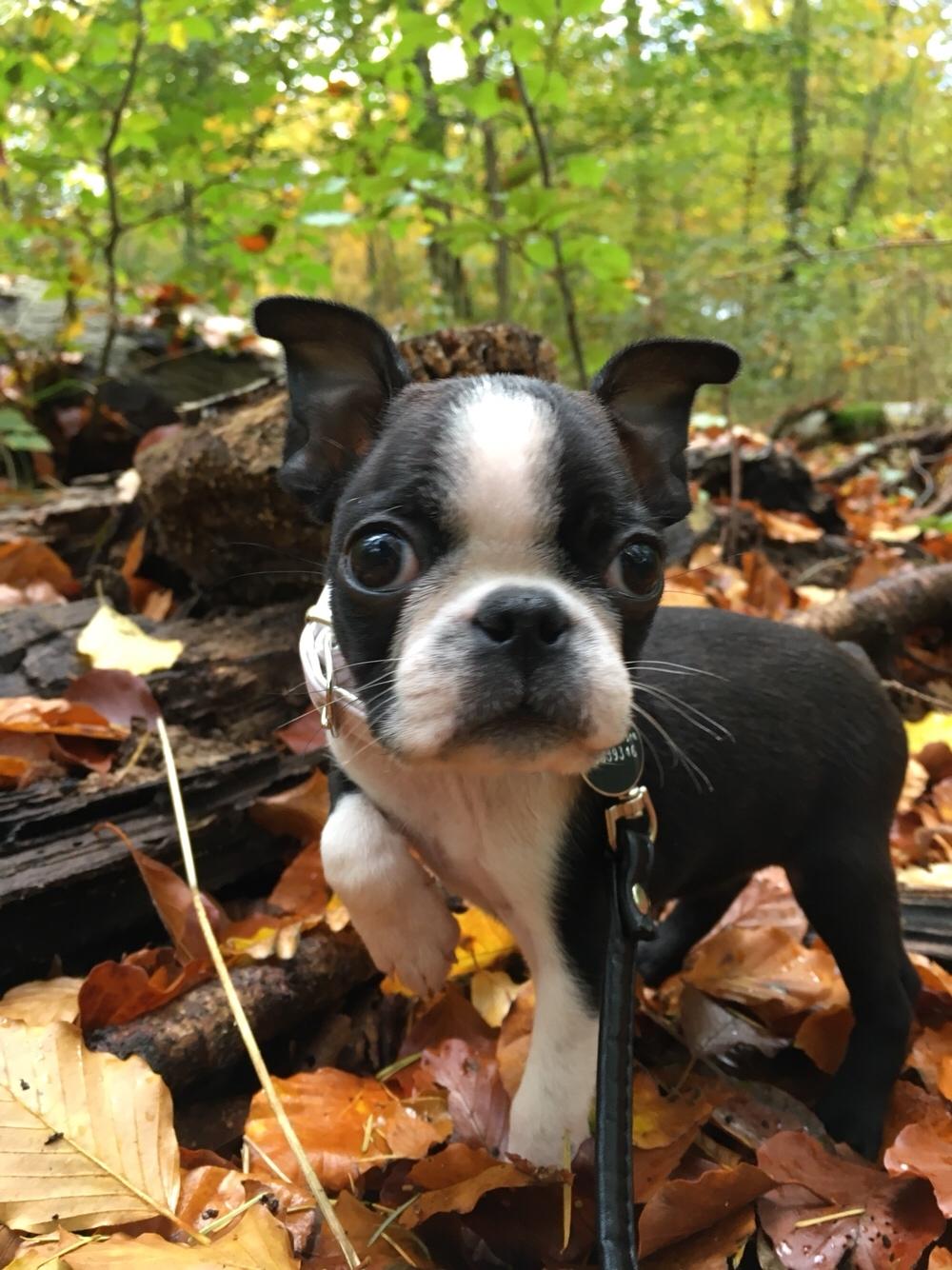 Boston terrier Naddie billede 27