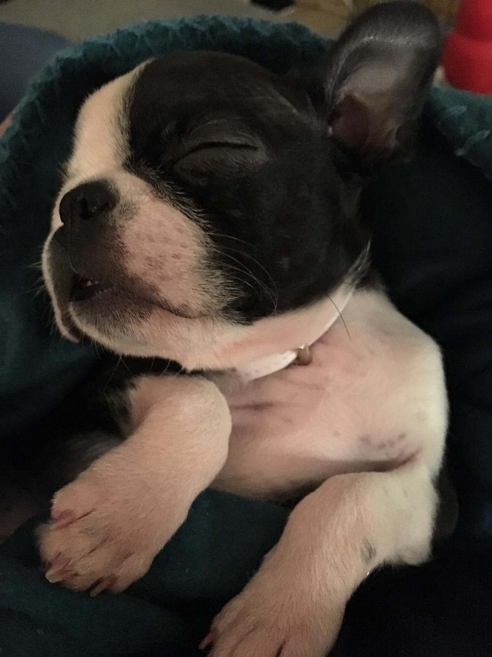 Boston terrier Naddie billede 29