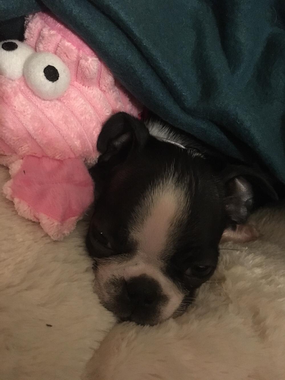 Boston terrier Naddie billede 30