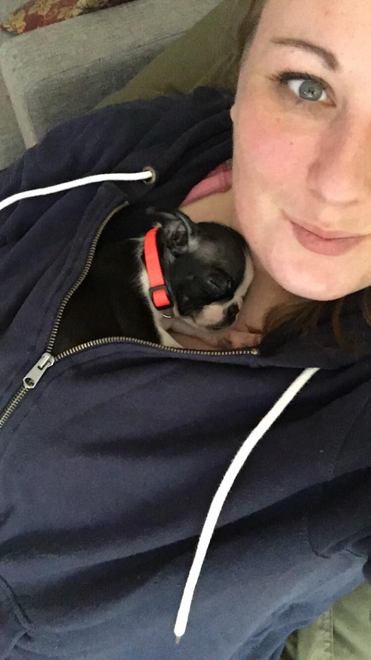 Boston terrier Naddie billede 31