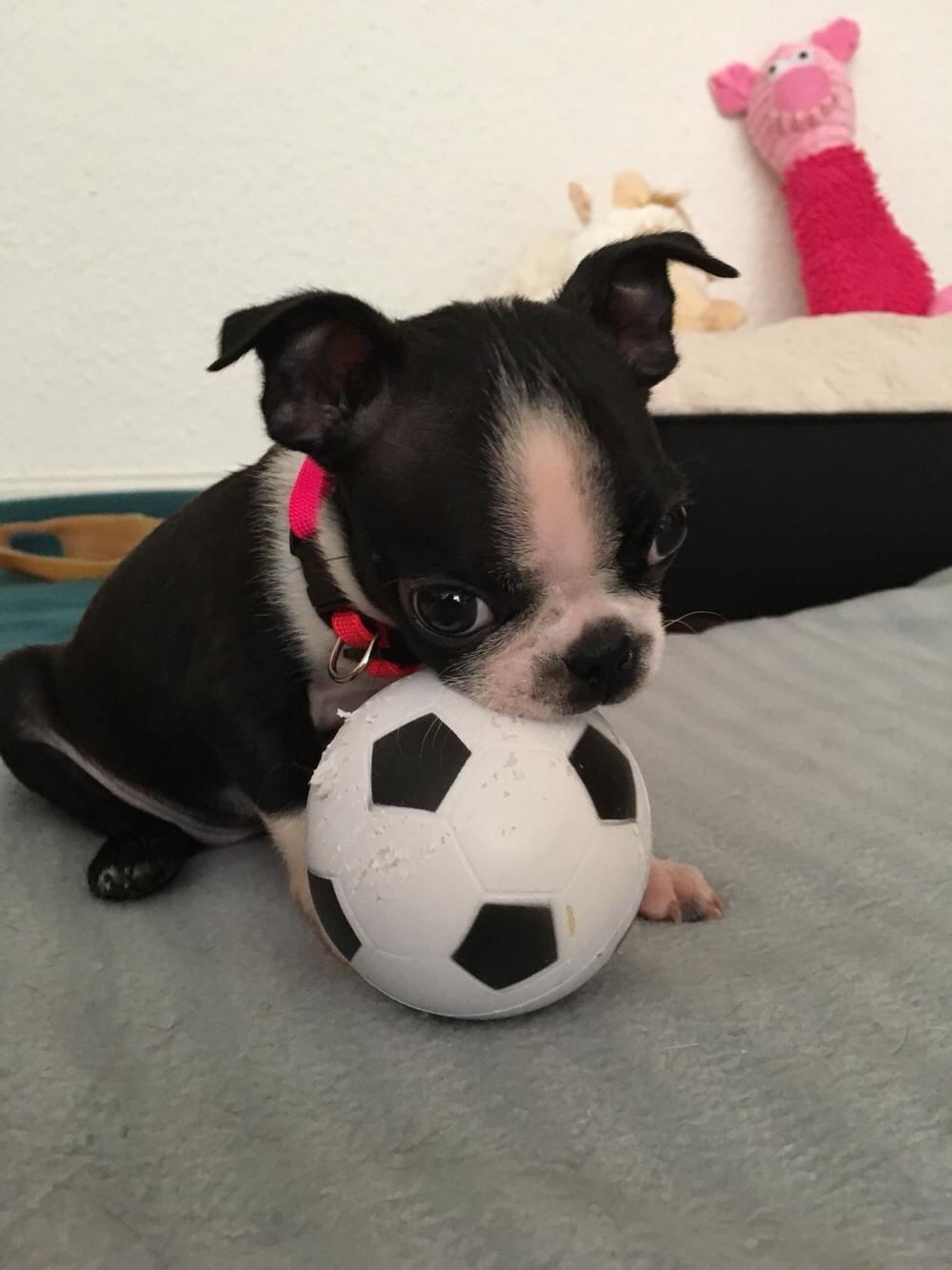 Boston terrier Naddie billede 32