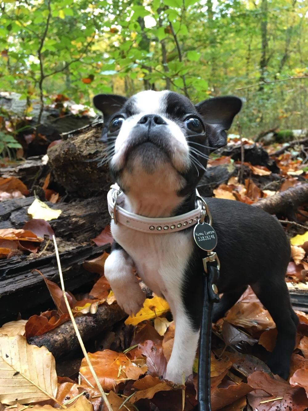 Boston terrier Naddie billede 28