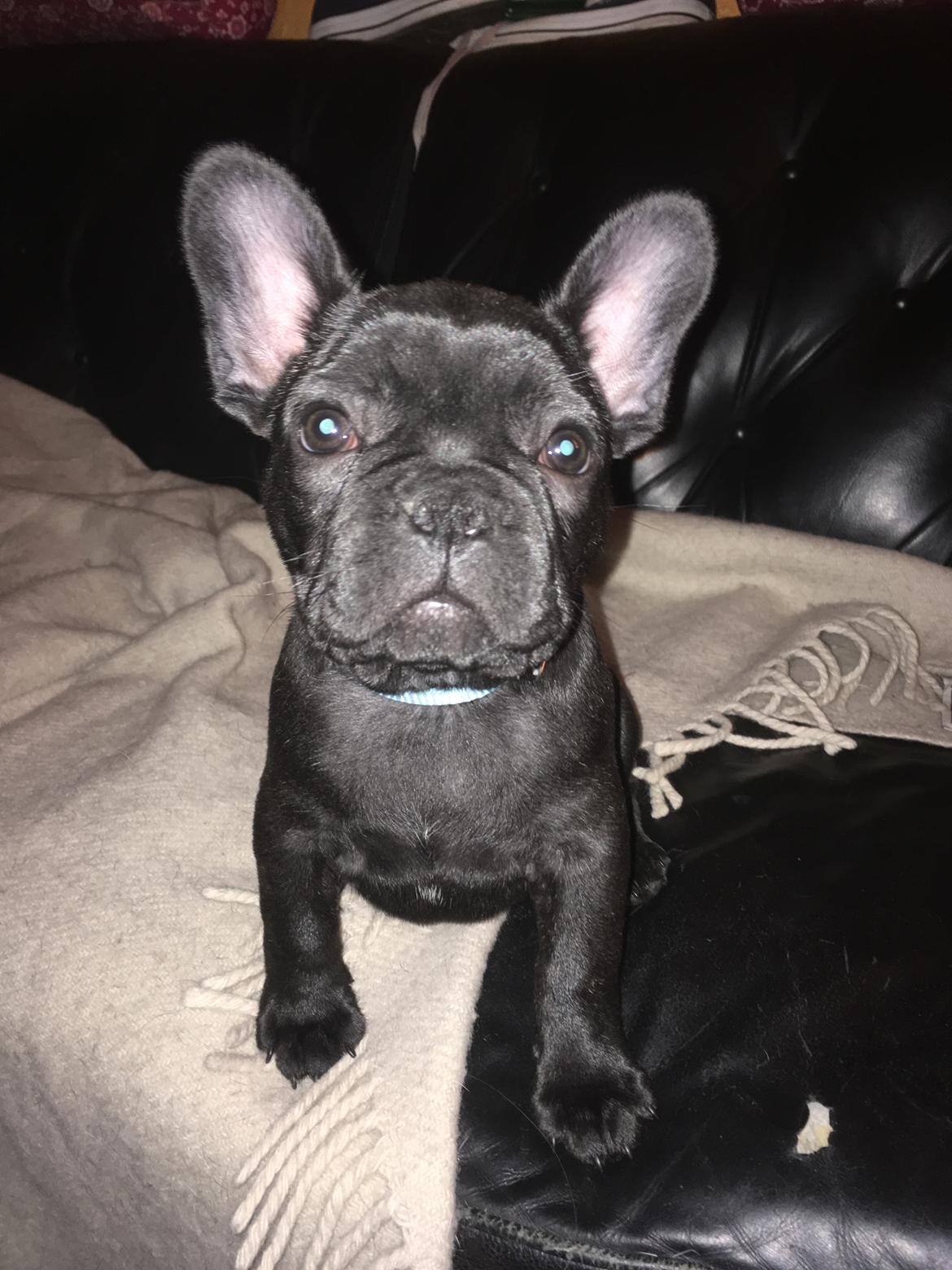 Fransk bulldog *Ingolf* billede 9