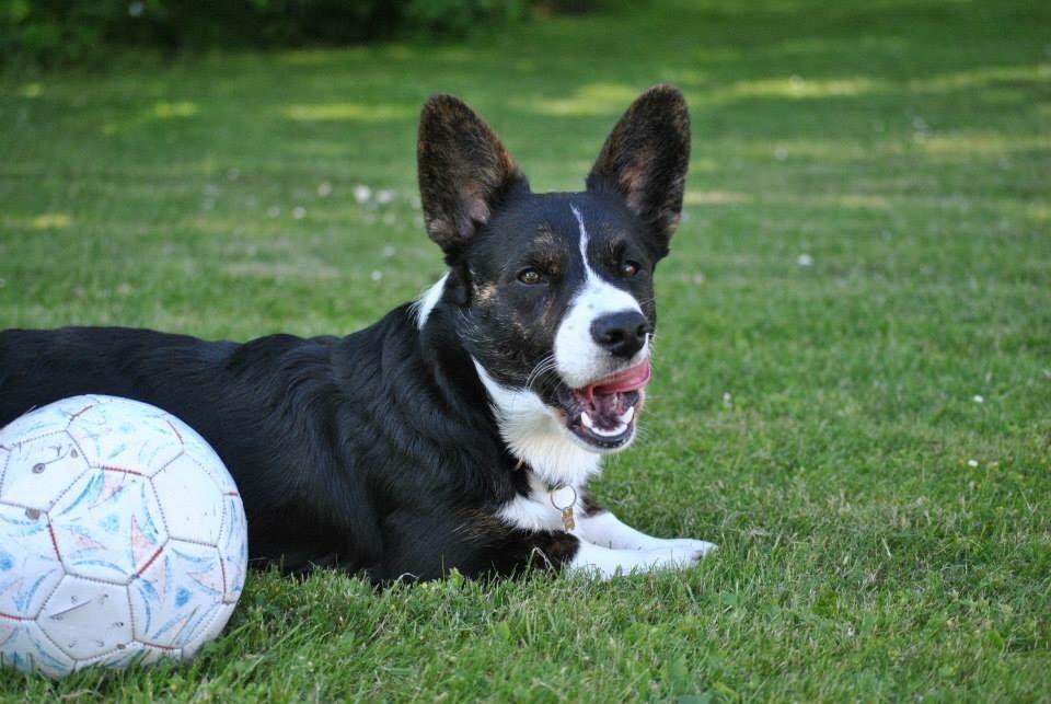 Welsh corgi cardigan Harley billede 1