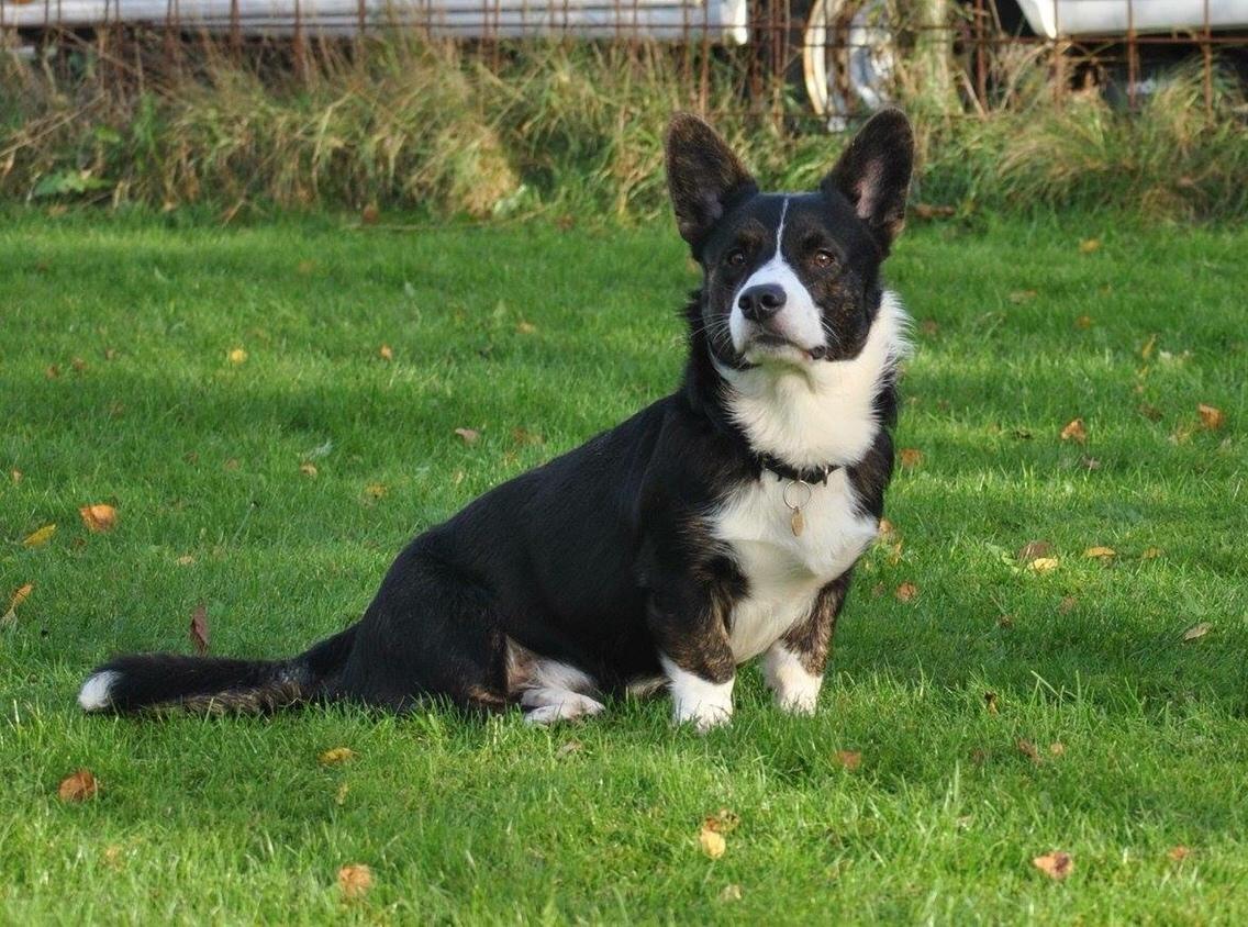 Welsh corgi cardigan Harley billede 2
