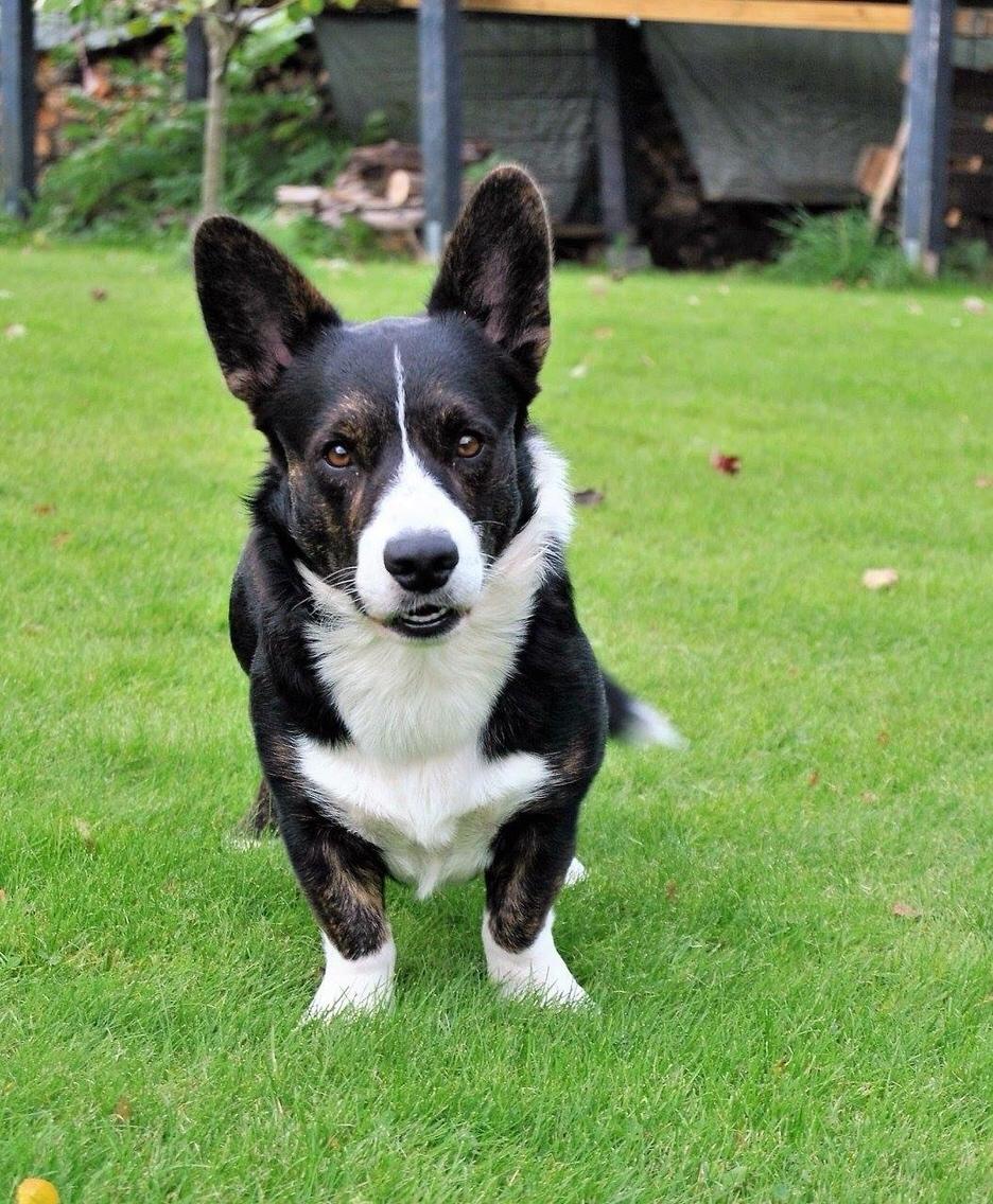Welsh corgi cardigan Harley billede 3