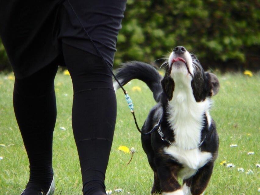 Welsh corgi cardigan Harley billede 6