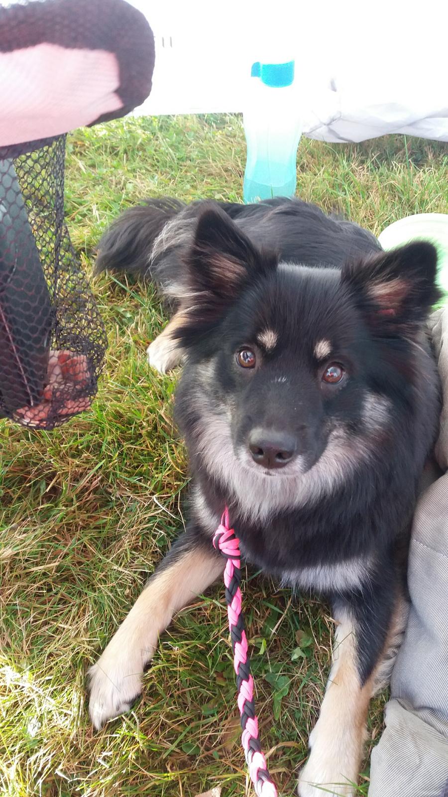 Islandsk fårehund Ásdis billede 9