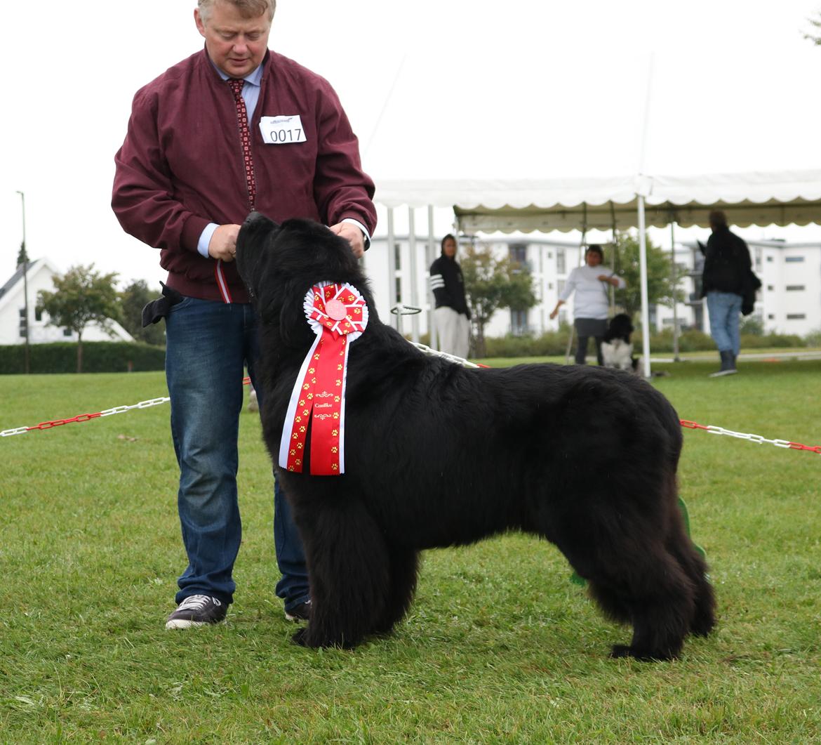 Newfoundlænder La Bella´s Youngster - Youngster 2 Oktober 2016. Første CERT :)  billede 2
