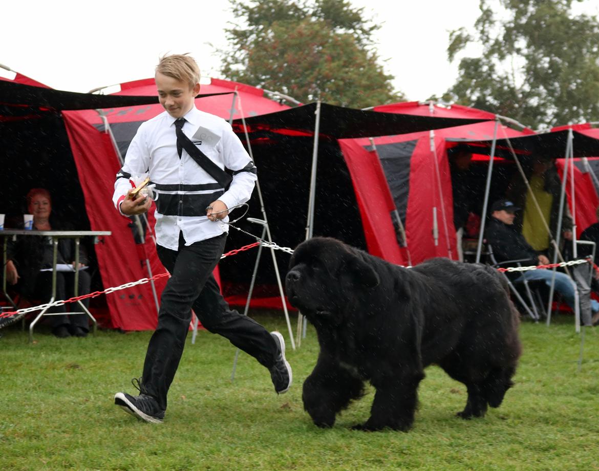 Newfoundlænder La Bella´s Youngster billede 27