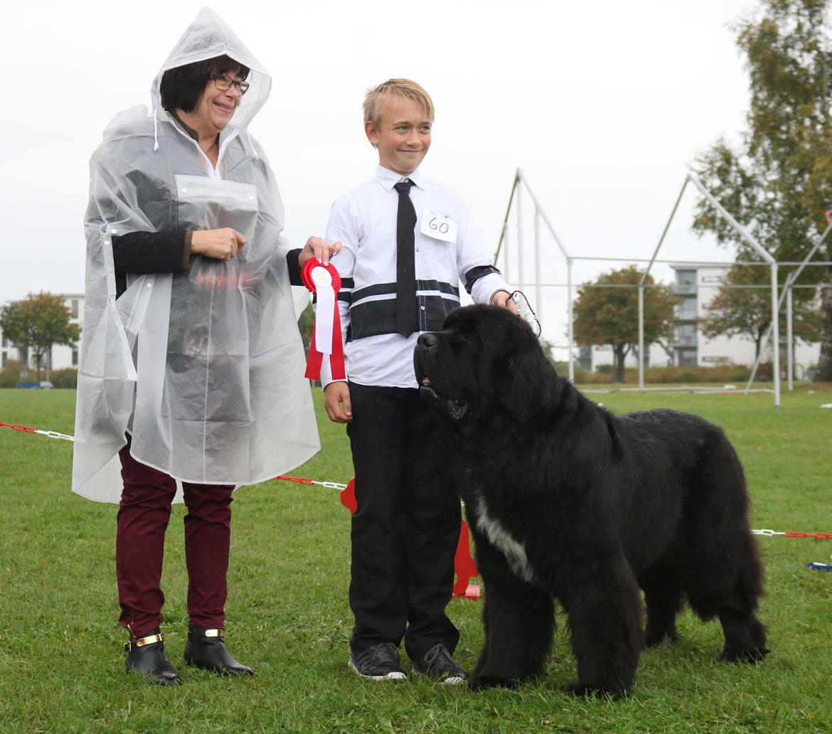 Newfoundlænder La Bella´s Youngster billede 28