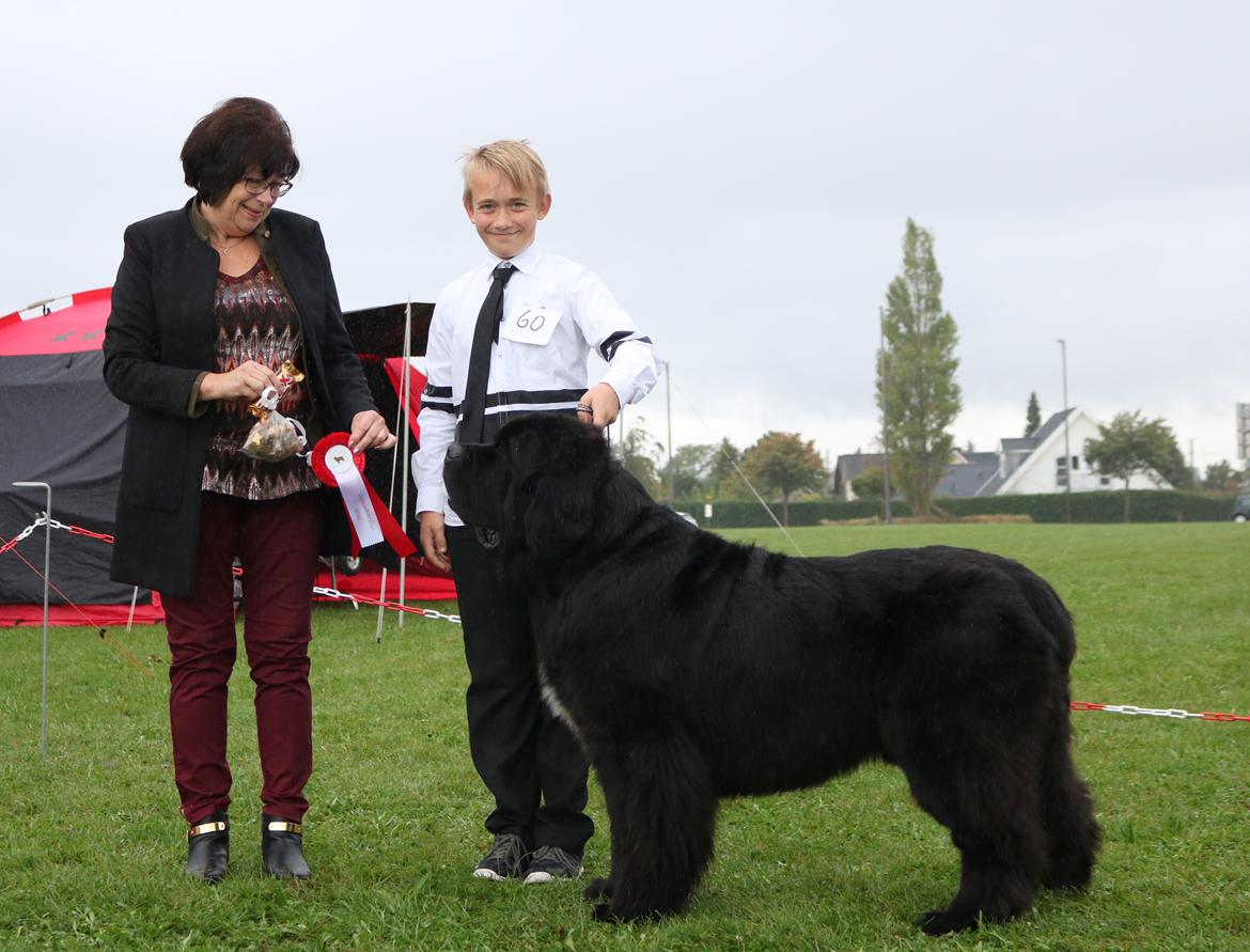 Newfoundlænder La Bella´s Youngster billede 26