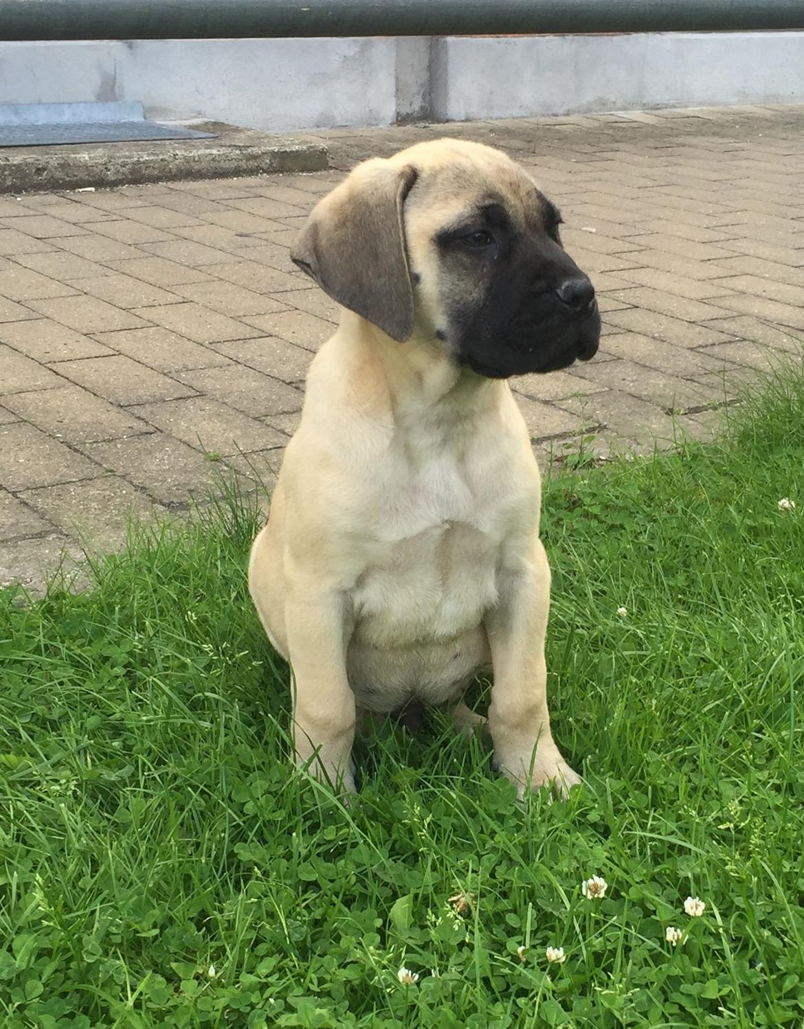 Bullmastiff Pablo billede 2