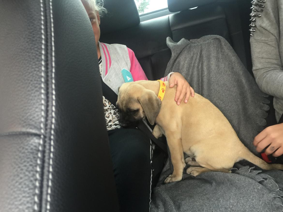 Bullmastiff Pablo billede 3