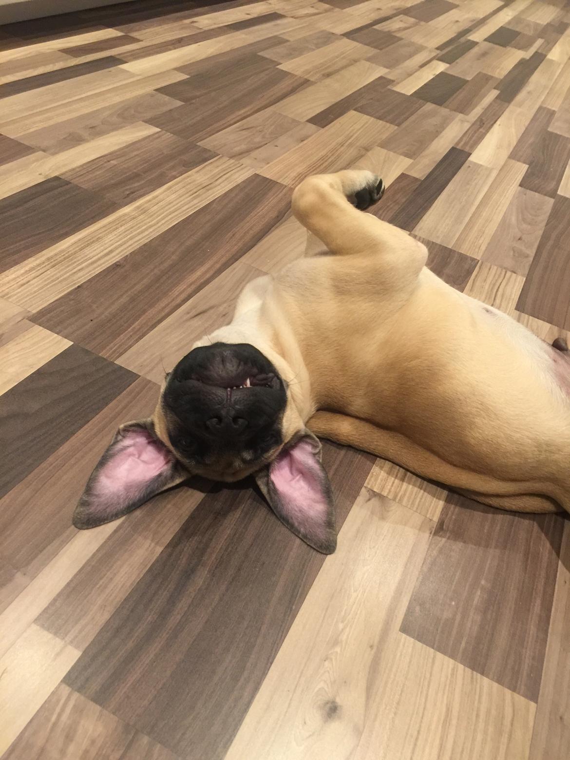 Bullmastiff Pablo billede 5