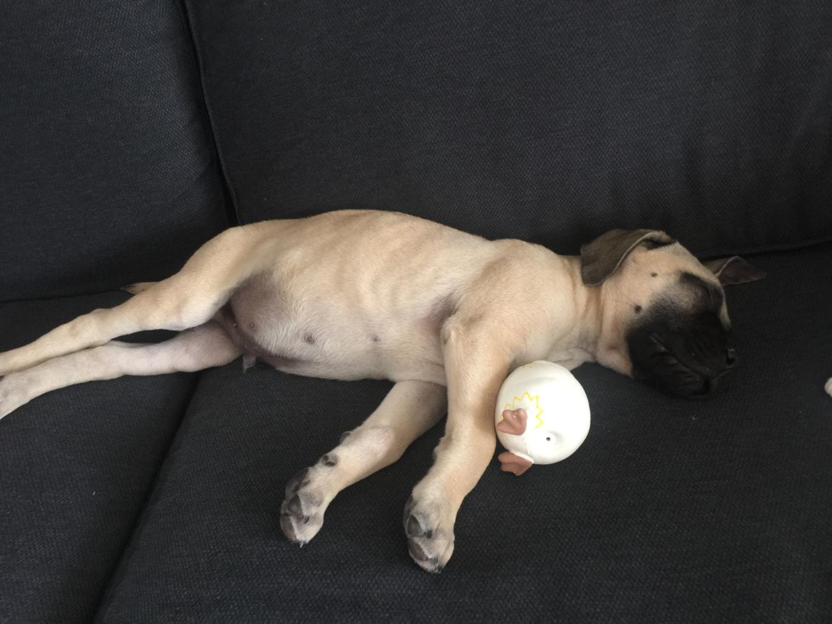 Bullmastiff Pablo billede 4