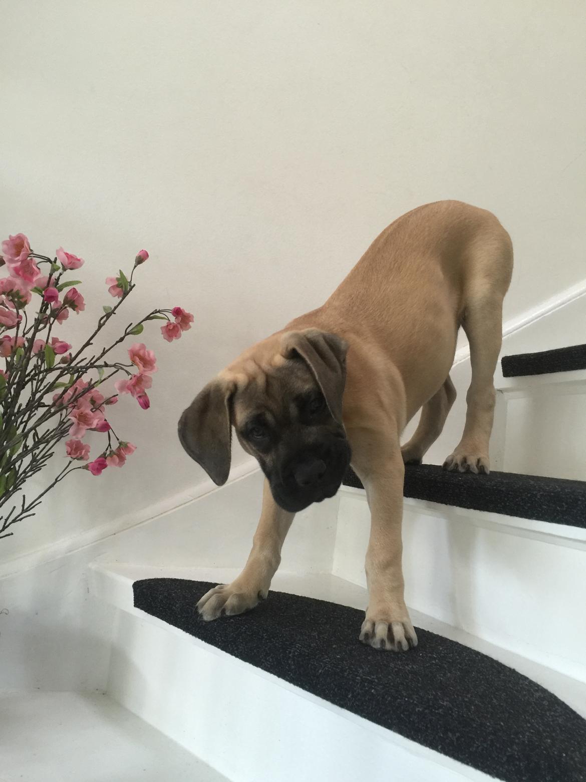 Bullmastiff Pablo billede 6