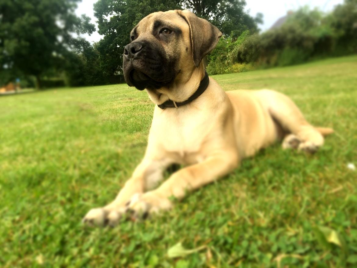 Bullmastiff Pablo billede 8