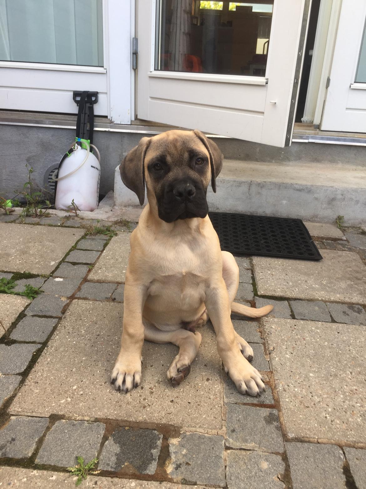 Bullmastiff Pablo billede 7
