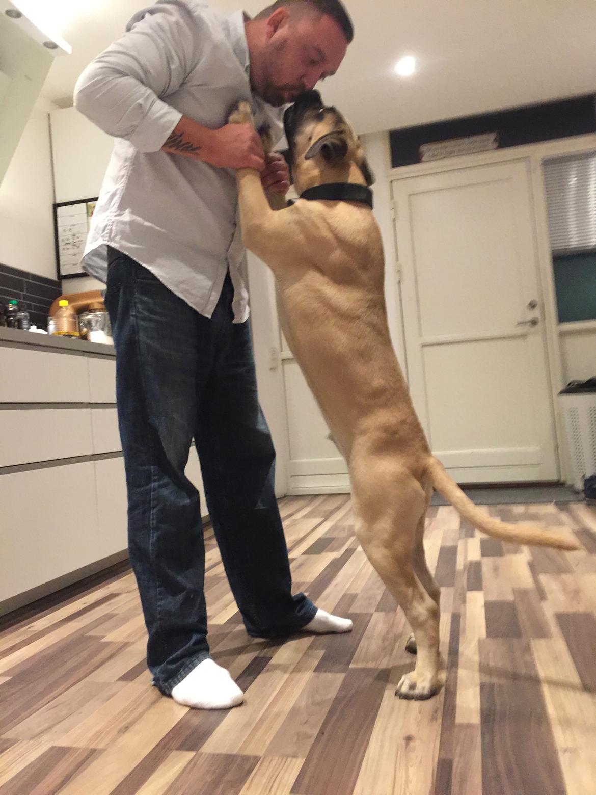 Bullmastiff Pablo billede 11