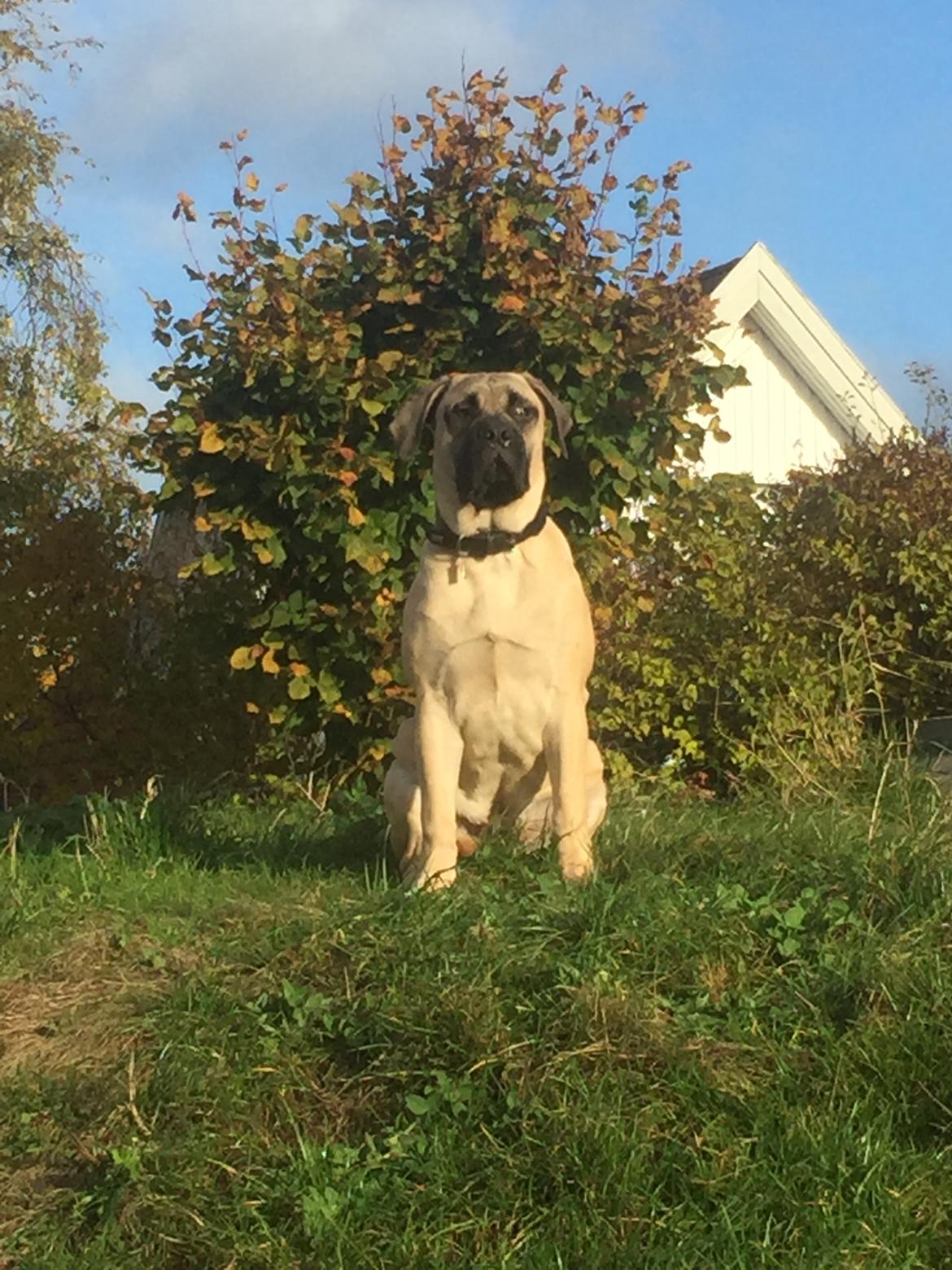 Bullmastiff Pablo billede 12