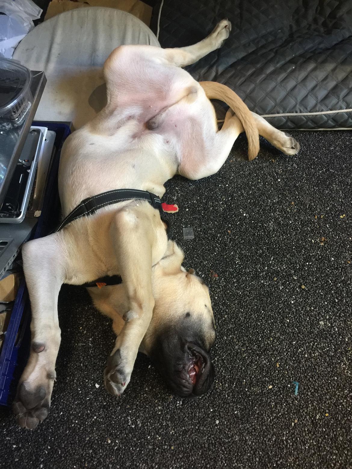 Bullmastiff Pablo billede 9