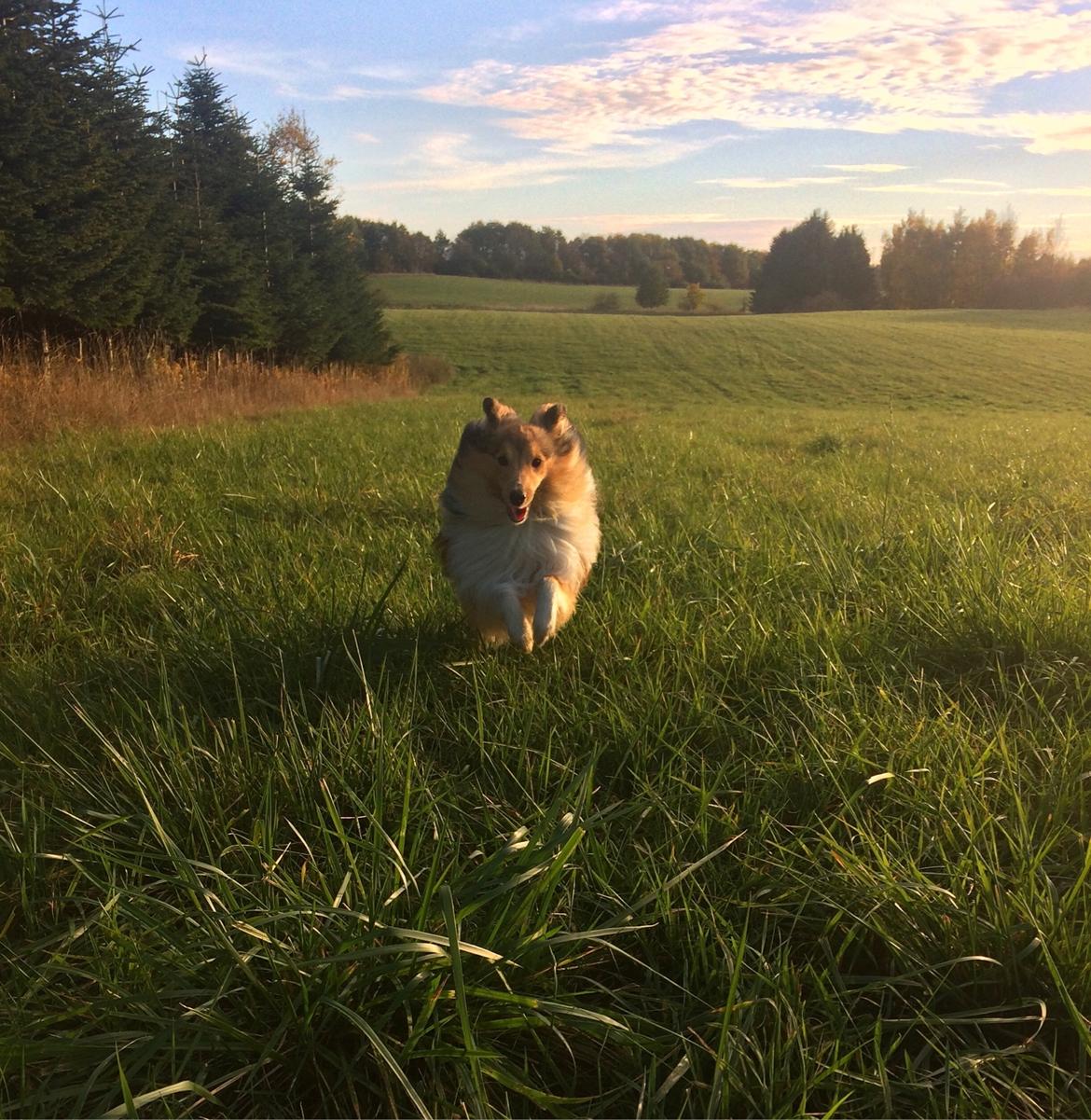Shetland sheepdog Canto billede 2