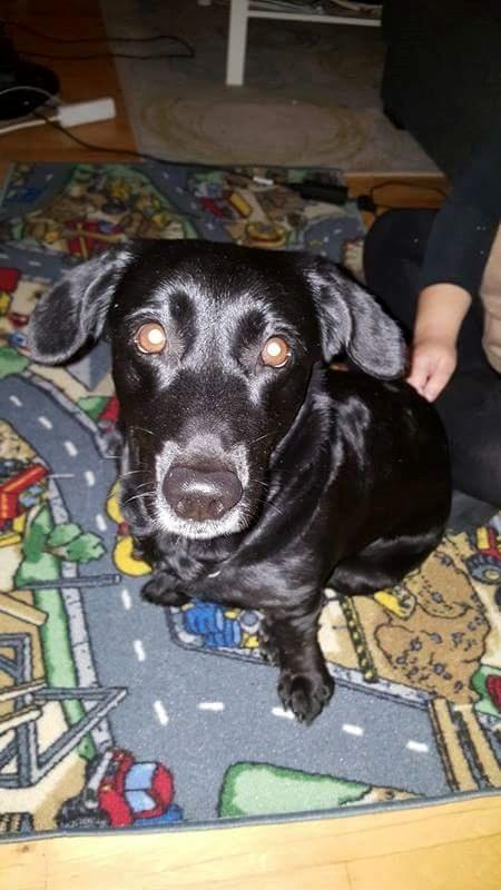 Blanding af racer Freja - Efter den lange køretur hjem fra fyn hvor Freja blev hentet. Første billed billede 19