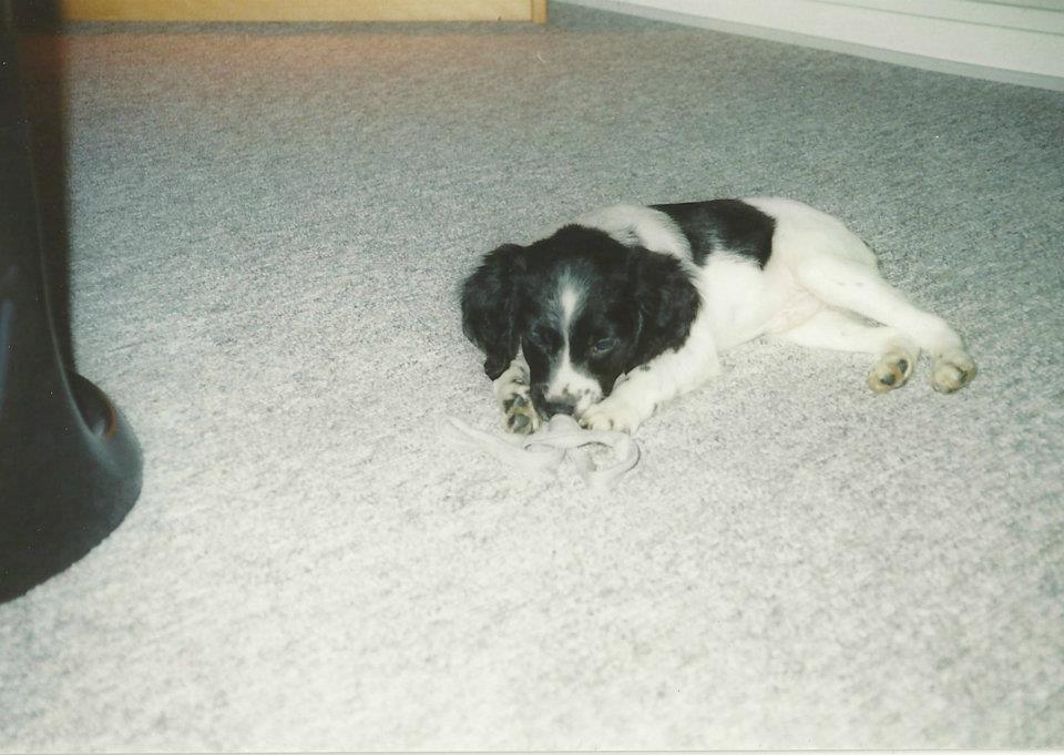 Breton Viktor billede 9