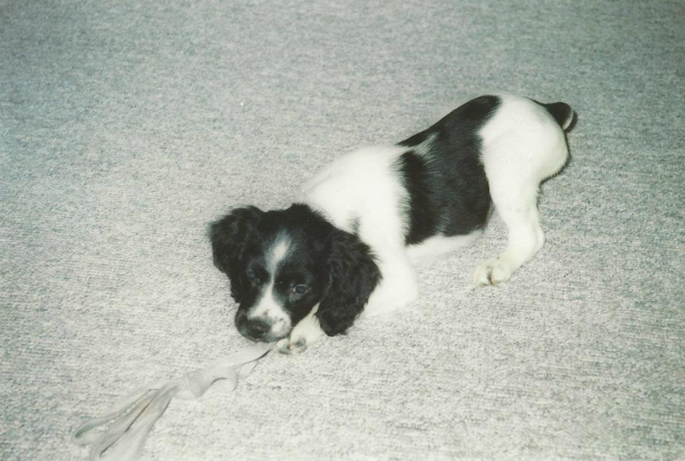 Breton Viktor billede 8