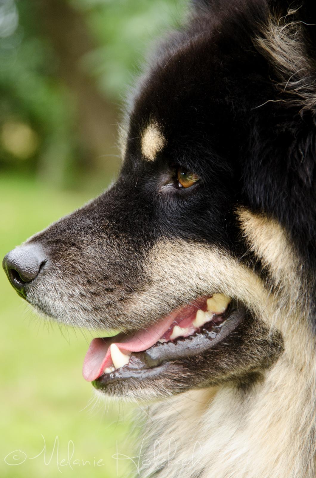 Finsk lapphund INTCH KBHV15 DKKV15 DKV16 Dreamlapin's Ainu billede 2