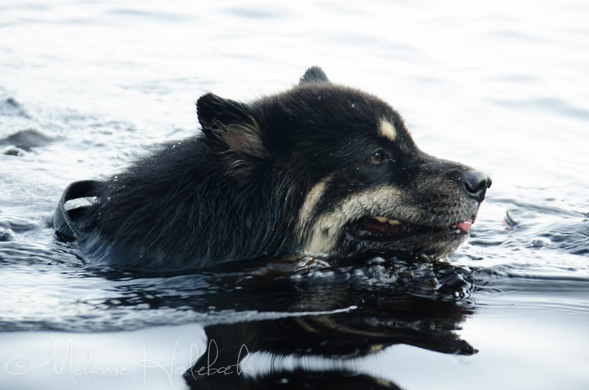 Finsk lapphund INTCH KBHV15 DKKV15 DKV16 Dreamlapin's Ainu billede 4