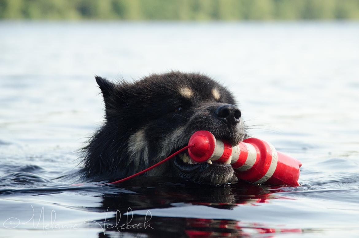 Finsk lapphund INTCH KBHV15 DKKV15 DKV16 Dreamlapin's Ainu - Svømmehund :) billede 11