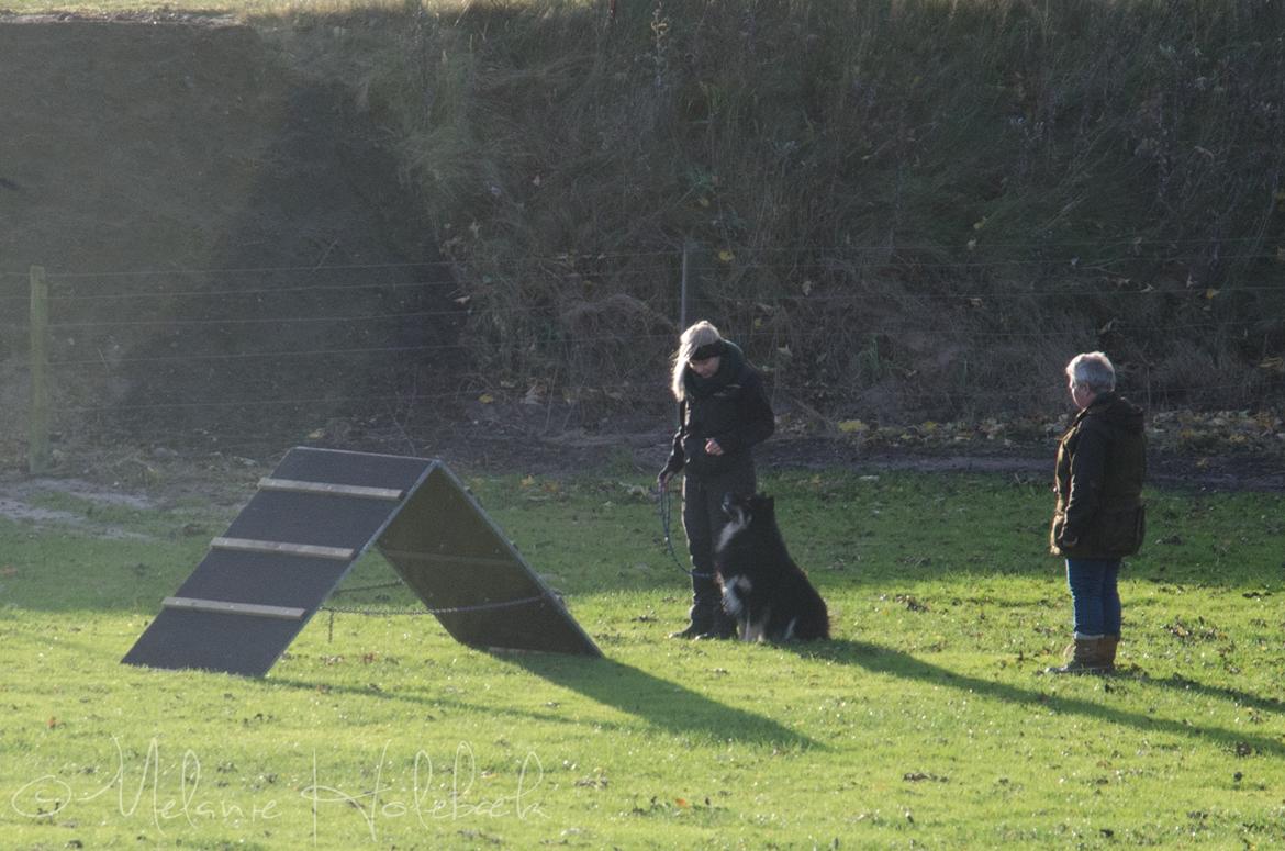 Finsk lapphund INTCH KBHV15 DKKV15 DKV16 Dreamlapin's Ainu - Lokalkonkurrence'16 C-Klassen billede 3