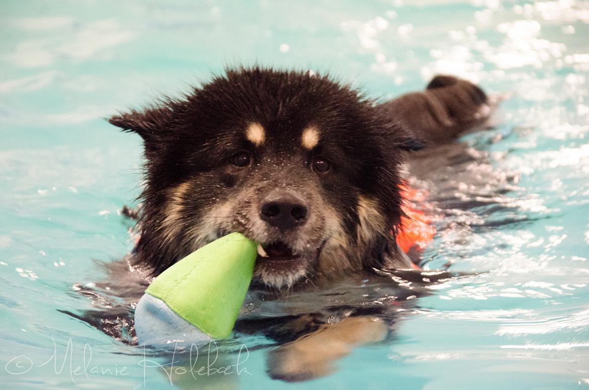 Finsk lapphund INTCH KBHV15 DKKV15 DKV16 Dreamlapin's Ainu billede 12