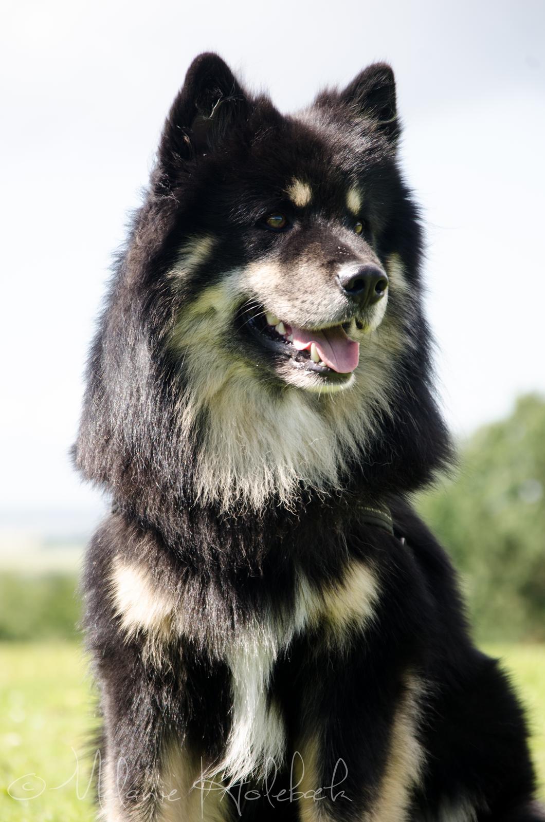 Finsk lapphund INTCH KBHV15 DKKV15 DKV16 Dreamlapin's Ainu billede 10