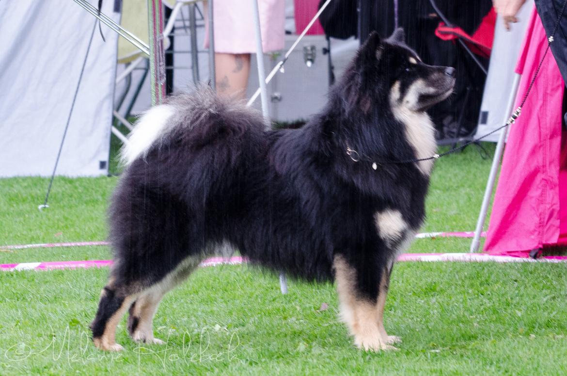 Finsk lapphund INTCH KBHV15 DKKV15 DKV16 Dreamlapin's Ainu - Udstilling Hillerød'15, BIR m CERT billede 5