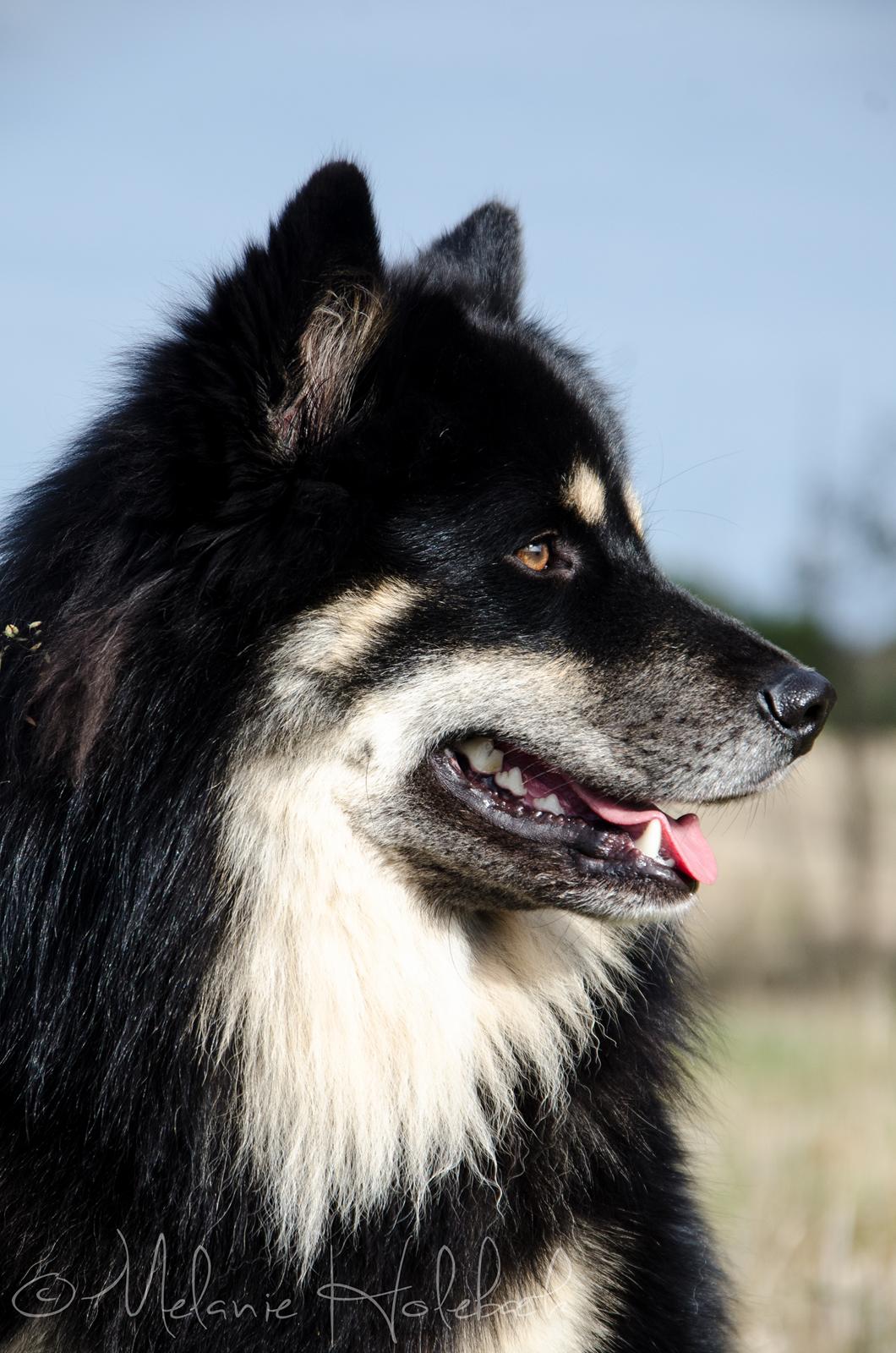 Finsk lapphund INTCH KBHV15 DKKV15 DKV16 Dreamlapin's Ainu billede 6