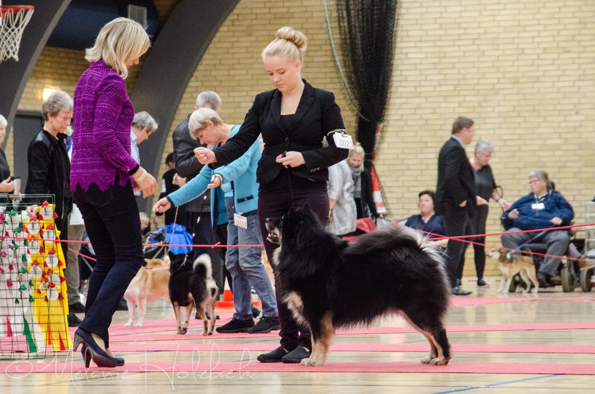 Finsk lapphund INTCH KBHV15 DKKV15 DKV16 Dreamlapin's Ainu - Udstilling Nørager'16, BIR for finske Tuula Pratt billede 8