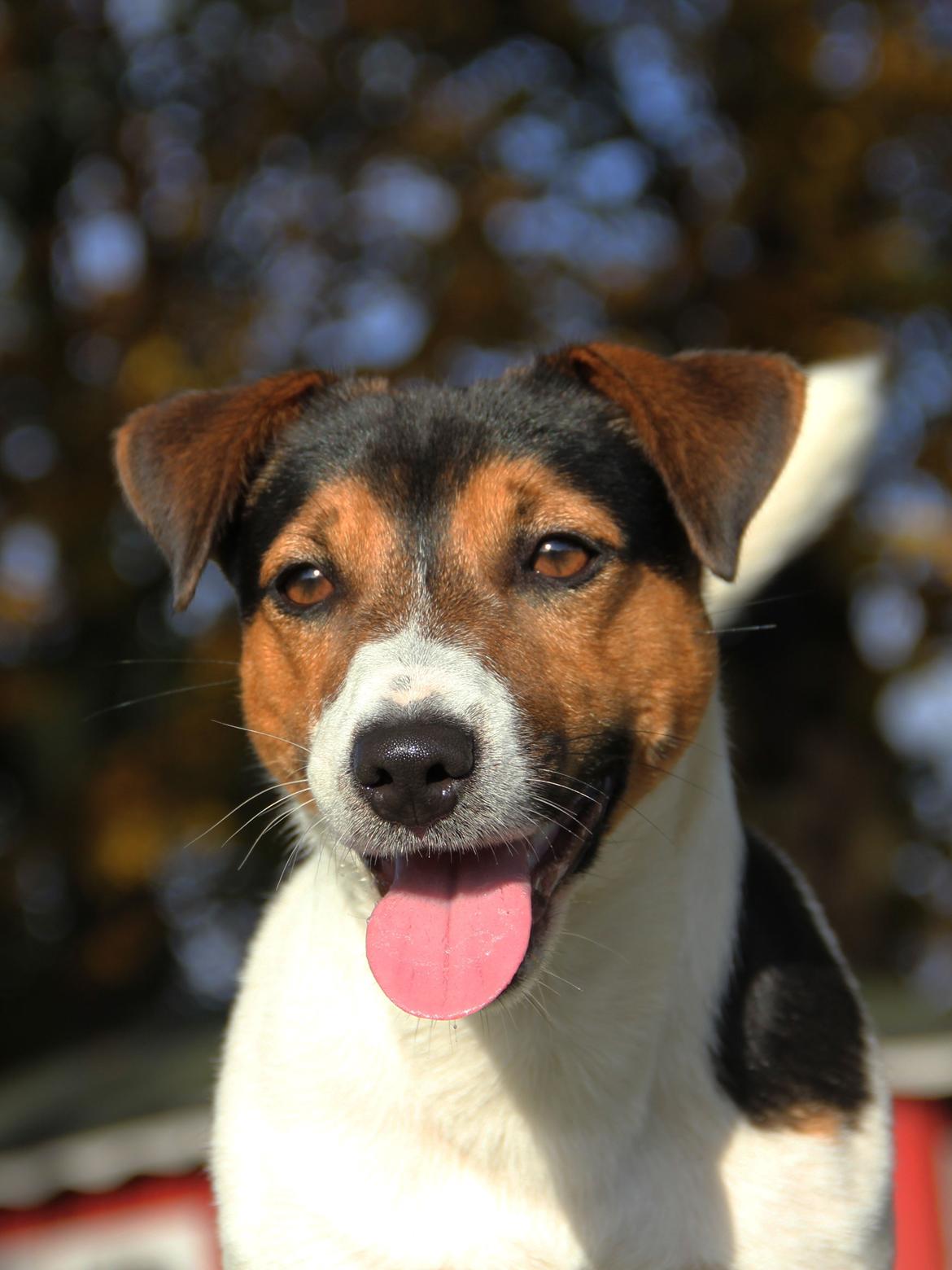 Jack russell terrier Amy's Choice Jaqen H'ghar billede 6