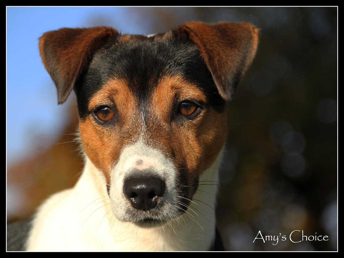 Jack russell terrier Amy's Choice Jaqen H'ghar billede 5