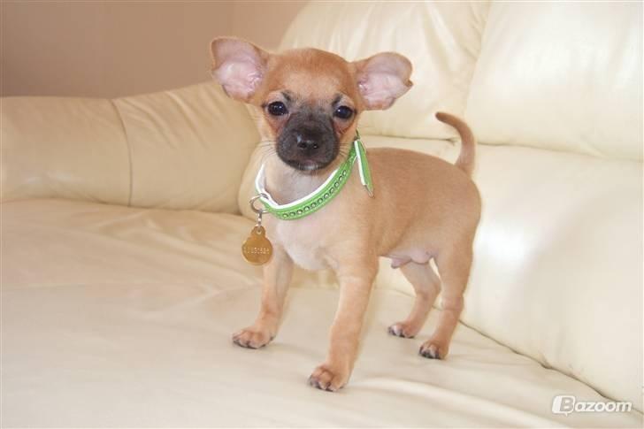 Chihuahua Rødebro's Zambo billede 2